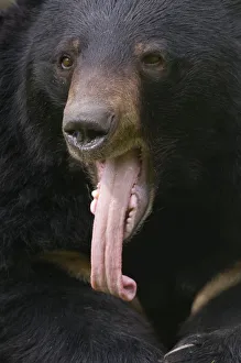 Asiatic black / Moon bear (Ursus thibetanus) head portrait with tongue hanging out