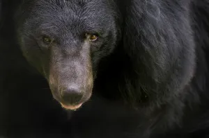 Asiatic black / Moon bear (Ursus thibetanus) portrait, captive