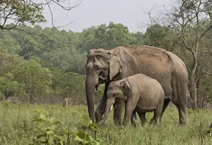 Images Dated 18th August 2016: Asiatic elephant (Elephas maximus), mother and young male calf grazing. Jim Corbett National Park