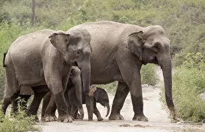 Images Dated 18th August 2016: Asiatic elephant (Elephas maximus), herd with few days old calf crossing forest path