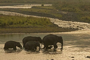 Asian Elephants Gallery: Asiatic elephant (Elephas maximus), herd drinking water and crossing Mountain River at dawn