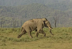 Asiatic elephant (Elephas maximus) male aggressively walking towards rival male