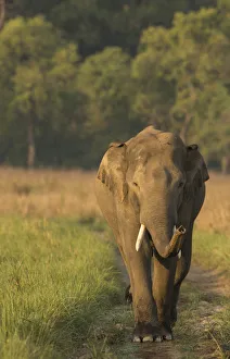 Asiatic elephant (Elephas maximus) male sniffing air while walking on forest track