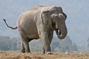 Asiatic Elephant (Elephas maximus) walking with its trunk in its mouth. Kaziranga National Park