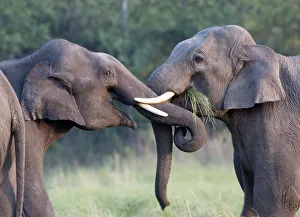Asiatic elephant (Elephas maximus) young males sparring. Jim Corbett National Park, India