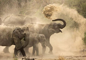 Asian Elephant Gallery: Asiatic elephants (Elephas maximus), dust bathing at dawn. Jim Corbett National Park