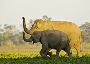 Himalaya Prints: Asiatic elephants (Elephas maximus indicus) sniffing the air as they get close to a water body
