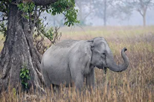 Images Dated 6th March 2009: Asiatic / Indian Elephant (Elephas maximus) beside tree, Kaziranga NP, Assam, India