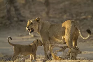Images Dated 14th June 2019: Asiatic lion (Panthera leo persica), female and cubs in morning light, cub biting mothers leg