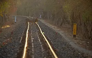 Gujarat Prints: Asiatic lion (Panthera leo persica) crossing railway track at sunrise