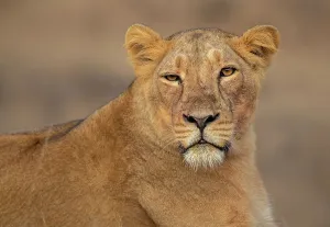 Gujarat Prints: Asiatic lion (Panthera Leo persica) female, portrait, Gir National Park, Gujarat, India