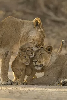 Images Dated 14th June 2019: Asiatic lion (Panthera leo persica), two females and two cubs. Gir National Park, Gujarat, India