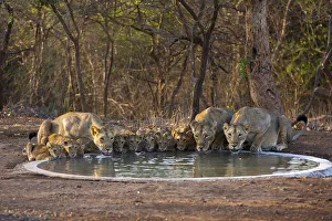 Asiatic lionesses and cubs (Panthera leo persica) drinking from pool, Gir Forest NP, Gujarat, India