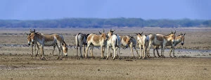 Axel Gomille Collection: Asiatic wild ass (Equus hemionus khur), group on barren salt pan, Little Rann of Kutch