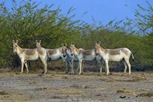 Axel Gomille Collection: Asiatic wild ass (Equus hemionus khur), group, Little Rann of Kutch, Gujarat, India