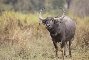 Yashpal Rathore Prints: Asiatic wild buffalo (Bubalus arnee) portrait of female. Kaziranga National Park, India