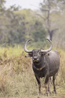 Asiatic wild buffalo (Bubalus arnee) portrait of female. Kaziranga National Park, India
