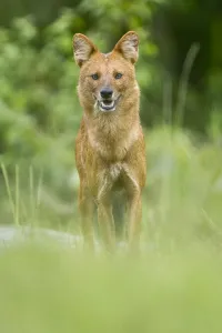 Plantation Prints: Asiatic wild dog / Dhole (Cuon alpinus) at a coffee plantation, Mudumalai National Park