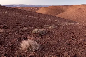 Northern Africa Prints: Askaf (Nucularia perrinii) growing on the northern slopes of Jebel Ouarkziz mountains