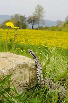 Asp Viper (Vipera aspis) with field full of dandelions, Italy