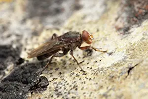 Syrphidae Prints: Aspen hoverfly (Hammerschmidtia ferruginea) male