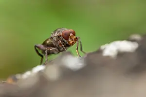 Syrphidae Prints: Aspen hoverfly (Hammerschmidtia ferruginea) male