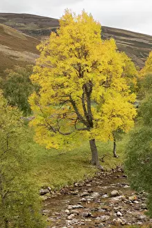 Malpighiales Prints: Aspen (Populus tremula) single tree showing yellow autumnal foliage growing alongside Birch (Betula pendula)