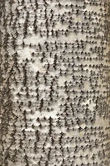 Malpighiales Prints: Aspen (Populus tremula) close-up of bark, Mar Lodge Estate, Braemar, Scotland, UK. October