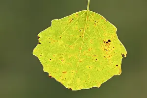 Malpighiales Prints: Aspen (Populus tremula) close-up of leaf in autumn