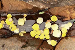 Malpighiales Prints: Aspen (Populus tremula) fallen autumnal leaves collected in small puddle on rock