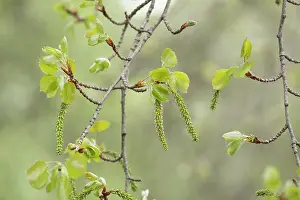 Catkin Prints: Aspen (Populus tremula) female