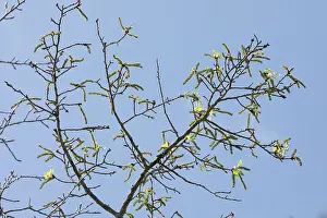 Catkin Prints: Aspen (Populus tremula) female catkins on tree