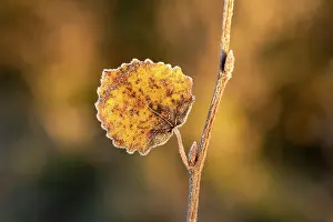 Malpighiales Prints: Aspen (Populus tremula) leaf in autumn rimmed with frost, Scotland, UK. October. UK