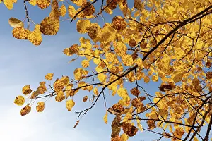 Malpighiales Prints: Aspen (Populus tremula) leaves displaying bright yellow autumn foliage