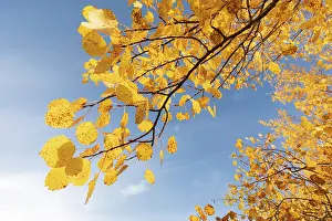 Malpighiales Prints: Aspen (Populus tremula) leaves displaying bright yellow autumn foliage