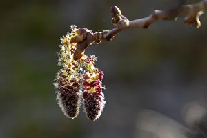 Catkin Prints: Aspen (Populus tremula) male catkins