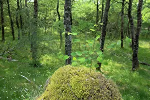 Malpighiales Prints: Aspen (Populus tremula) sapling growing from mossy mound within stand of mature Aspen