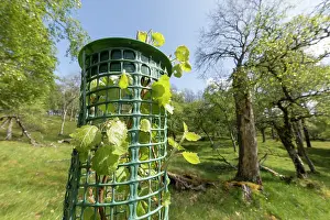 Quaking Aspen Prints: Aspen (Populus tremula) sapling in tree guard to protect from browsing
