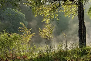 Sapling Prints: Aspen (Populus tremula) saplings showing early spring foliage alongside the River Spey