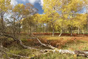 Malpighiales Prints: Aspen (Populus tremula) stand in autumn displaying bright yellow foliage with fallen deadwood in foreground