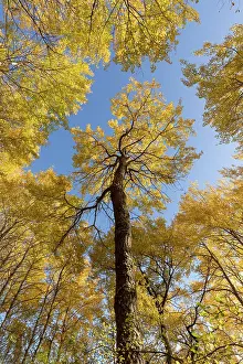 Malpighiales Prints: Aspen (Populus tremula) stand in autumn - wide view showing bright yellow foliage against a vivid blue sky