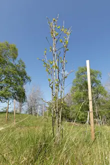 Quaking Aspen Prints: Aspen (Populus tremula) suckers from parent tree protected from browsing with wire netting