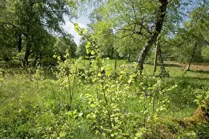 Quaking Aspen Prints: Aspen (Populus tremula) suckers proliferating in the absence of grazing within an enclosed area