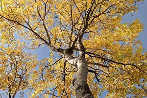 Malpighiales Prints: Aspen (Populus tremula) tree in autumn with colourful yellow foliage against a vivid blue sky