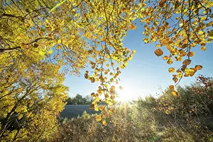 Quaking Aspen Prints: Aspen (Populus tremula) tree in autumn displaying bright yellow foliage