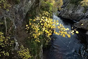 Malpighiales Prints: Aspen (Populus tremula) tree in autumn growing in a steep gorge above the River Findhorn