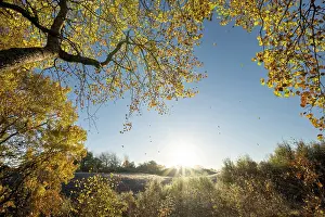 Quaking Aspen Prints: Aspen (Populus tremula) tree in autumn with leaves falling after frost