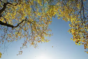 Quaking Aspen Prints: Aspen (Populus tremula) tree in autumn with leaves falling after frost