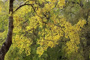 Malpighiales Prints: Aspen (Populus tremula) tree backlit in autumn