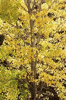 Grampian Prints: Aspen (Populus tremula) tree backlit highlighting bright yellow autumn foliage